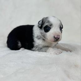 Clara - Blue merle female Miniature Australian Shepherd puppy in Bedias, Texas from JSK Aussie and Cavaliers
