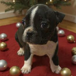 Perry - Black and white male Boston Terrier puppy in Spartanburg, South Carolina from Sassy Pap Farms