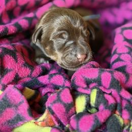 Coach - Liver male Miniature Schnauzer puppy in Brownwood, Texas from Texas Dreams Mini Schnauzers