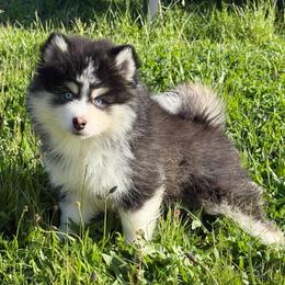 Bobo - Black and white male Pomsky puppy in Mc Minnville, Oregon from West Coast Pomskies
