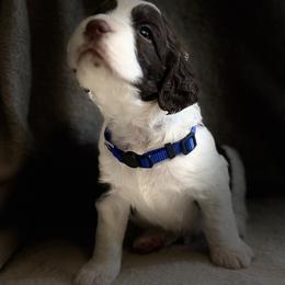 Blue Boy - Liver white and tan male English Springer Spaniel puppy in Lufkin, Texas from Shifletknights Springer Spaniels
