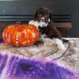 Patron - Brown and white male Cockapoo puppy in Holton, Indiana from MoonShine Babies / OZ
