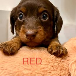 RED MALE - Chocolate and tan male Dachshund puppy in Massies Mill, Virginia from Pigeon Hill Dachshunds