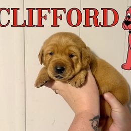 CLIFFORD - Yellow male Labrador Retriever puppy in Water Valley, Mississippi from Three Lakes Labs & WHDs