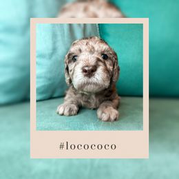 Goldendoodle Puppies from The Dood Effect