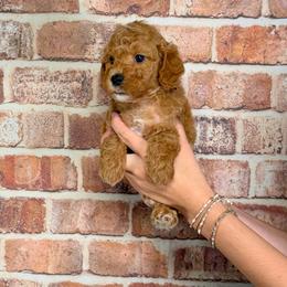 Michael - Red  male Goldendoodle puppy in Calhoun, Georgia from Happy Top Doodles
