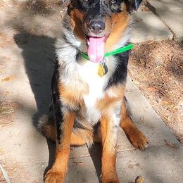 Birdie - Australian Shepherd