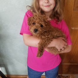 Goldendoodle Puppies from Northwoods Goldendoodles