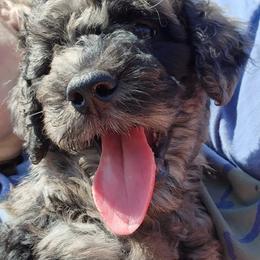 Australian Labradoodles from TBM Farms