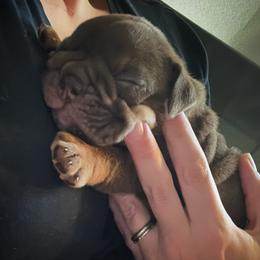 Bulldog and French Bulldog Puppies from JuneBug Bullies