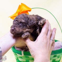 Captain Jack Sparrow - Phantom Poodle puppy in Eugene, Oregon from Valaurah Farms