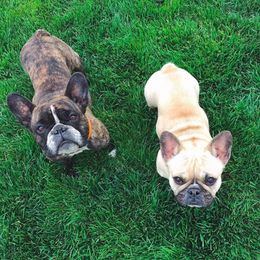 French Bulldogs from Windy Willow's French Bulldog