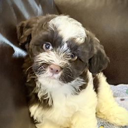 Jade - Black and white female Havanese puppy in Lancaster, South Carolina from 3 Bs Havanese-PUPPIES with  PURPOSE