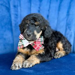 Boq - Phantom male Poodle puppy in Bellville, Ohio from Cedar Ridge Standard Poodles