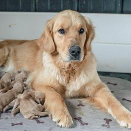 Annie - Golden Retriever