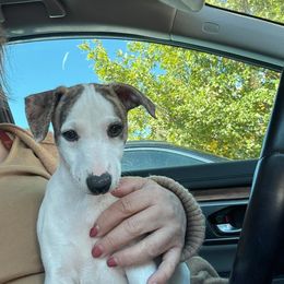 Whippet puppies from Hapi-Dal Dalmatians and Primetime Whippets