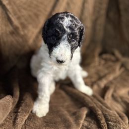 Apple (Red Collar) - Parti female Poodle puppy in League City, Texas from Chauffeured Poodles
