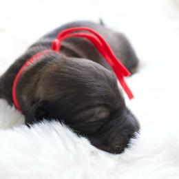 Ray - Cream male Dachshund puppy in Morrow, Ohio from Courtney’s Colorful Doxies