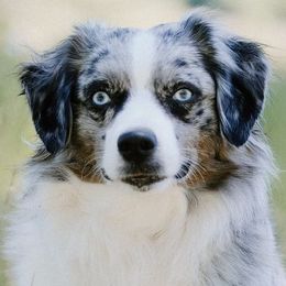 Hallie - Miniature Australian Shepherd
