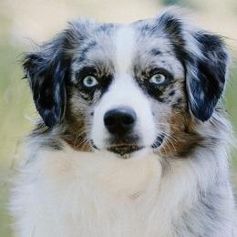 Hallie - Miniature Australian Shepherd