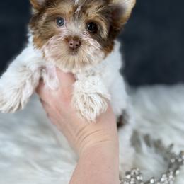 Daisy - Chocolate, tan and white female Yorkshire Terrier puppy in Liberty, Texas from Tiny Yorkshire pups