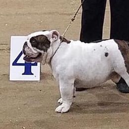 Bulldogs from Dee Anne Jordan's Bulldogs