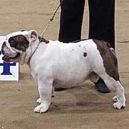 Bulldogs from Dee Anne Jordan's Bulldogs