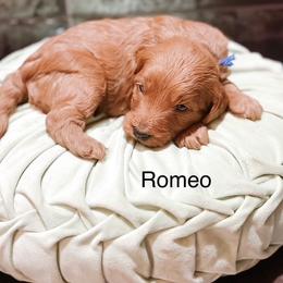 Romeo - Red  male Goldendoodle puppy in Pasco, Washington from Camp Doodle Woods