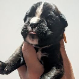 Euro girl 3 - Nika - Brindle female Boxer puppy in Campbellsville, Kentucky from Bellbox German Boxers