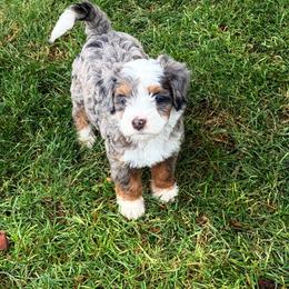 Wilson - Blue merle male Bernedoodle puppy in Saint Francis, Kansas from Land of Oz Doodles