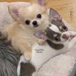 Charisma - Blue and white female Chihuahua puppy in Michigan from Fanciful Thrills Kennel