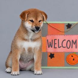 Kira - Red female Shiba Inu puppy in Hollywood, Florida from Bright Ray