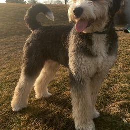 Bernedoodle All Grown Up from Walnut Hollow Kennels