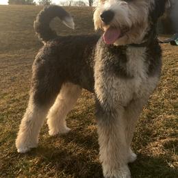 Bernedoodle All Grown Up from Walnut Hollow Kennels