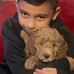 Goldendoodle Puppies from Honeybear Doodles