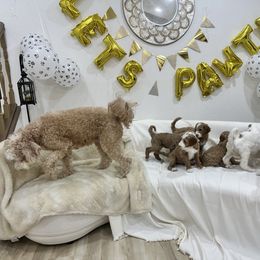 Goldendoodle Puppies from Soni the Doodle