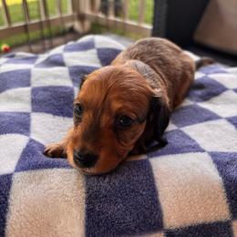 Patriot - Red male Dachshund puppy in Clarksdale, Mississippi from Bo Didley's Doxies