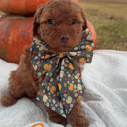 Autumn - Red  female Goldendoodle puppy in Trenton, Tennessee from Pickard’s country Golden doodles