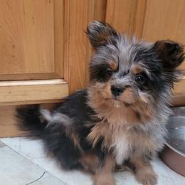 Pomeranian puppies from Smallstar Puppys