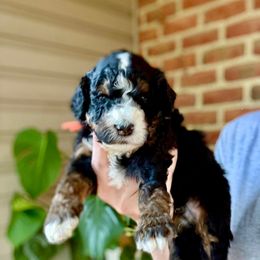 Strudel - Tri-color male Bernedoodle puppy in Denver, Pennsylvania from Greenview Puppies