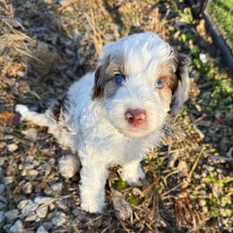 Kristoff - blue eyes - Merle male Australian Labradoodle puppy in Wamego, Kansas from Doodles of Oz
