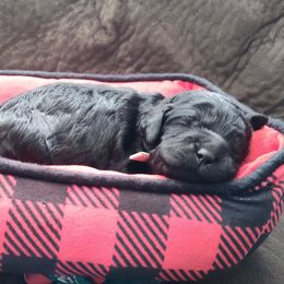 White collar girl - Black female Cockapoo puppy in Middletown, Ohio from Blessed Chaos