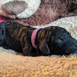 Raven - Bernedoodle puppy in Germantown, Wisconsin from Love for Doodles, LLC / 262.720.0190