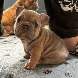 Lilac Sable with Tan Points Boy - Blue fawn male French Bulldog puppy in Grafton, Ohio from K&J Frenchies