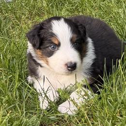 Prince - Black tri-color male Australian Shepherd puppy in Sudbury, Massachusetts from Wild Atlantic  Aussies