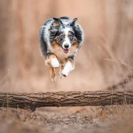 Miniature Australian Shepherd and Toy Australian Shepherd All Grown Up from Rolling Ridge Farms