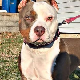 American Bullies from Archrival Bullies
