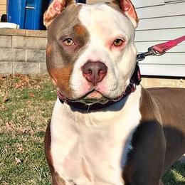 American Bullies from Archrival Bullies