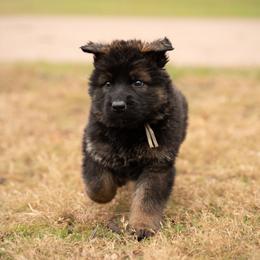 German Shepherd Puppies from FuryHaus German Shepherds
