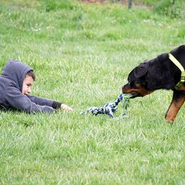 Rottweiler Puppies from Mountain High Kennels